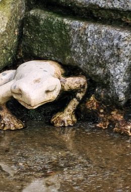 Crapaud_Jeanne_Jugan