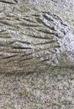 Hérisson_Marie-Martin